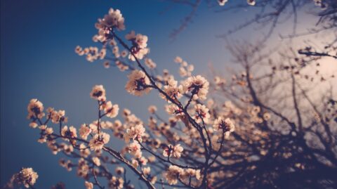 Branches d'arbres en fleurs éclairées par la lumière du soleil avec un ciel bleu