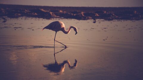 A solitary flamingo wading through tranquil waters at dusk, its silhouette and graceful posture mirrored on the surface below.