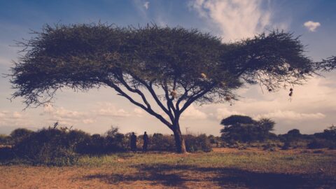 Tranquil african savannah scene with acacia tree and two people standing beneath its canopy in the late afternoon sun.