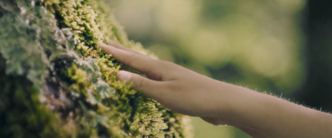 Main touchant une surface couverte de mousse dans une forêt