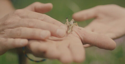 Hands gently holding a small grasshopper, highlighting a delicate human interaction with nature.