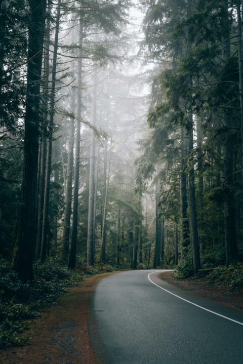 A winding road meanders through a misty, dense forest, with rays of light piercing through the canopy of towering trees.