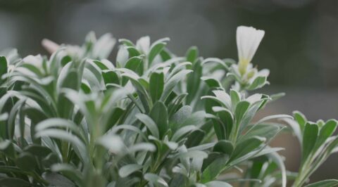 Feuillage vert avec une petite fleur blanche en gros plan.