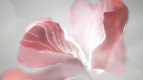 Pétale de fleur rose délicatement éclairé sur fond flou.