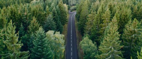 Une route sinueuse traverse une forêt verdoyante, les arbres se dressent majestueusement de chaque côté sous un ciel bleu clair.